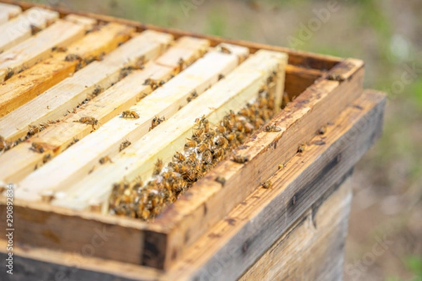 Fototapeta 養蜂　はちみつ