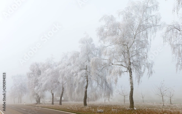 Fototapeta Raureif auf Straßenbäumen