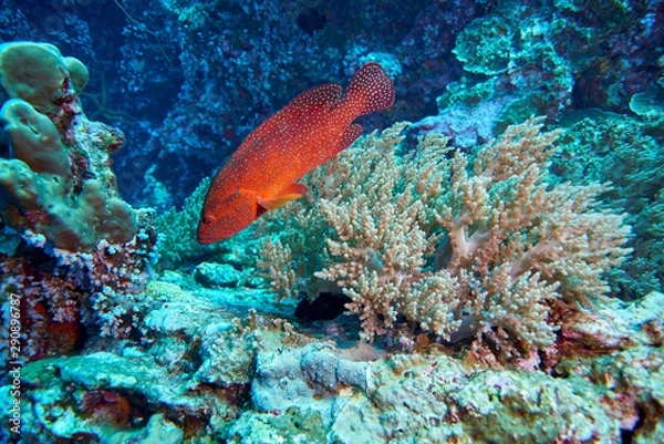 Obraz Coral Grouper