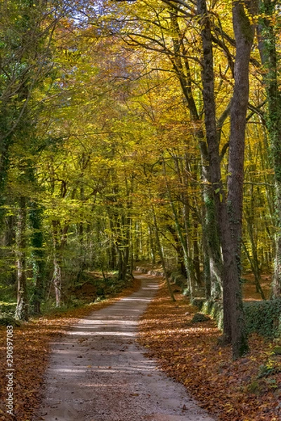 Obraz Fageda d'en Jorda