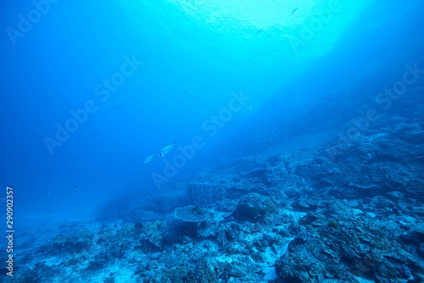 Obraz Fish on underwater coral reef