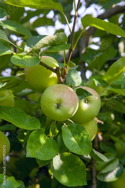 Fototapeta Shiny delicious green apples on a branch ready to be harvested in an apple orchard..