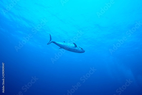 Fototapeta dogtooth tuna