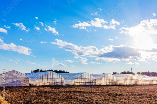 Obraz 田んぼの中のビニールハウス