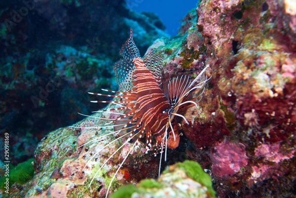 Obraz Lion fish