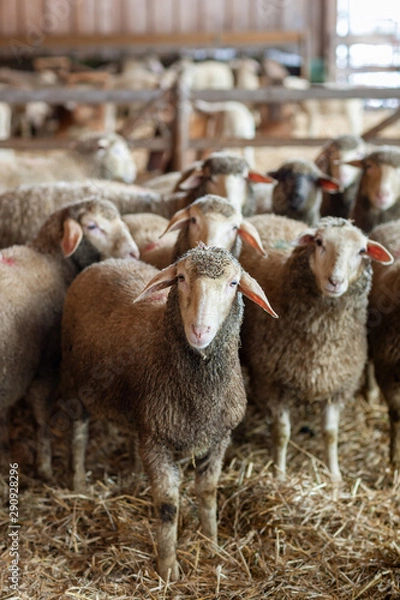 Obraz Schafherde im Stall