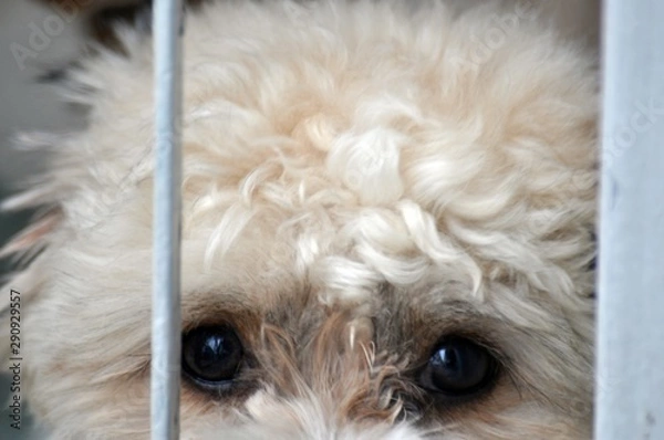 Fototapeta The eyes of a white Shih Tzu puppy that wants to leave the house