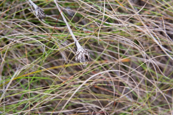 Fototapeta Autumn grass texture for background