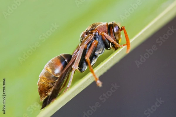 Obraz Paper Wasp