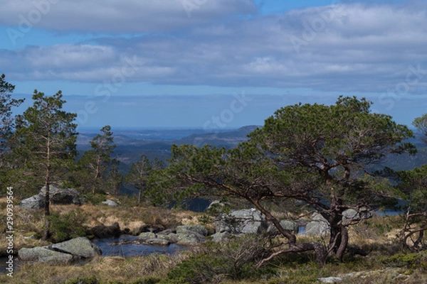 Fototapeta Mountain view with rocks and pine tree