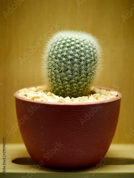 Obraz Cuctus. Eriocactus leninghausii
