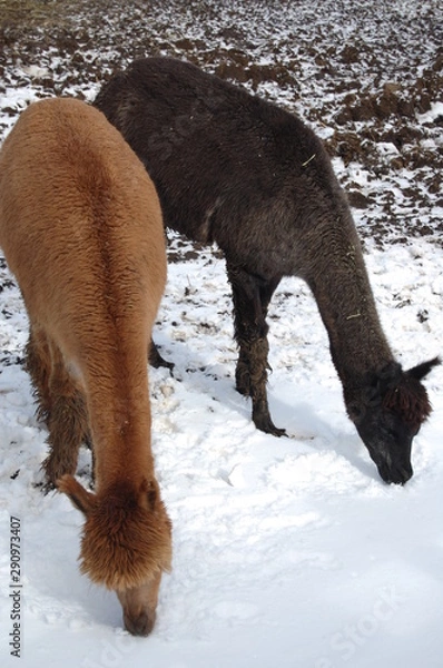 Obraz Alpaca on the snow 