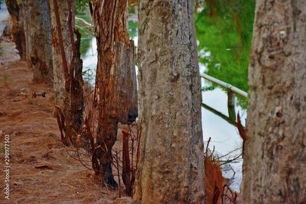 Fototapeta Pine trees that look beautiful
