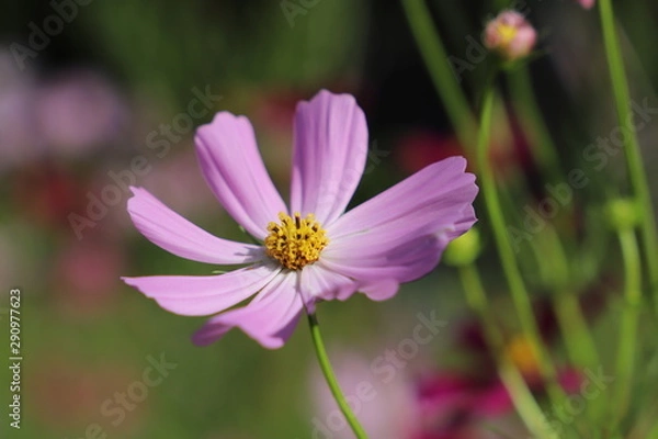 Fototapeta コスモス