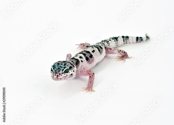 Fototapeta leopard gecko