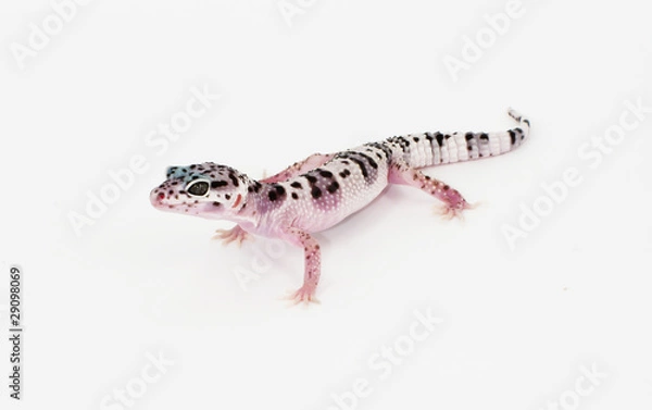 Fototapeta leopard gecko