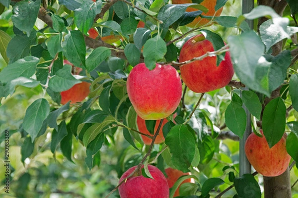 Fototapeta Red apple