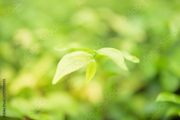 Obraz Beautiful macro  green leaf closeup, refreshment, relax, relief with copyspace for text, advertising green color background