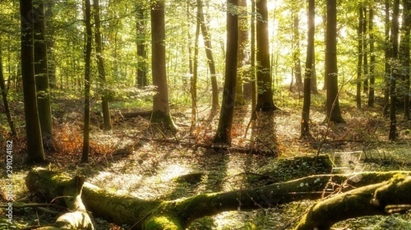 Fototapeta Märchenwald