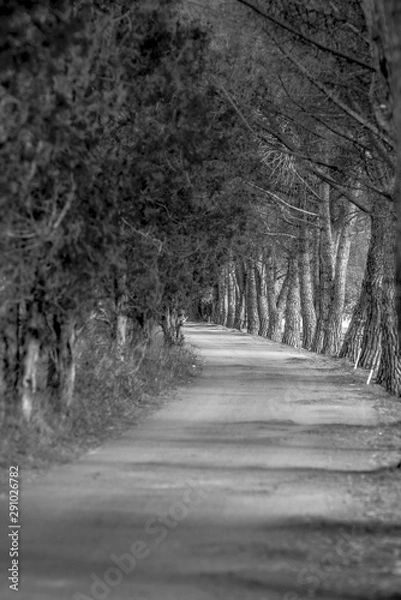 Obraz road in winter forest