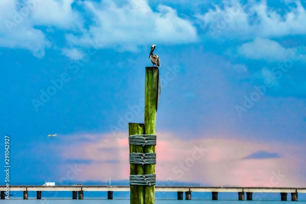 Obraz pelican on post at sunset