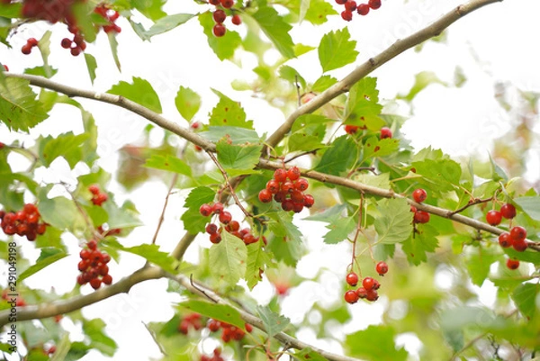 Fototapeta fruits of viburnum in the green garden, branches with leaves.