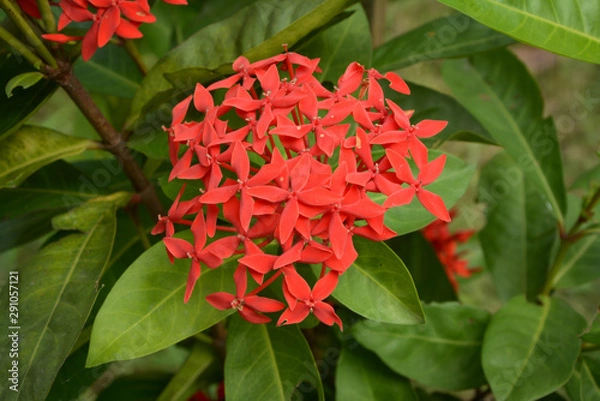 Fototapeta red flower in the garden