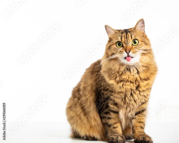 Obraz closeup beautiful Siberian cat  isolated on white