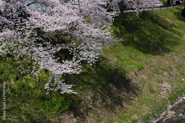 Fototapeta 新境川の桜並木／岐阜県各務原市