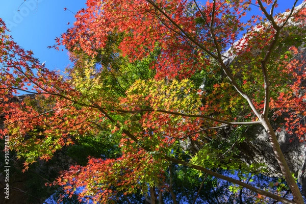 Fototapeta 妙義山の第一石門とイロハモミジの紅葉