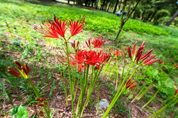 Obraz 樹木公園の彼岸花