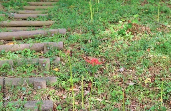 Obraz 秋　彼岸花　階段　風景　杤木