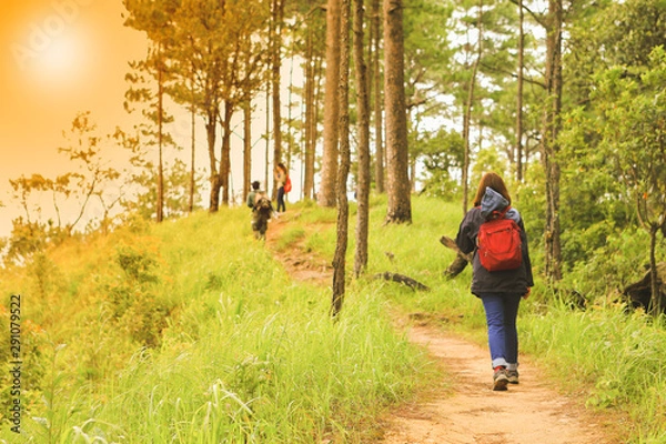 Fototapeta Tourists walking on roads in pine forests in autum