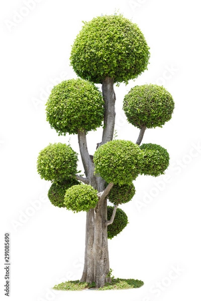 Fototapeta tree isolated on white background