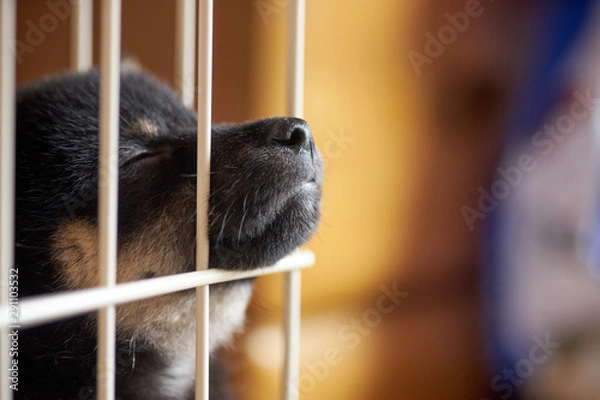 Obraz ケージの子犬・寝ている・顔アップ・鼻先