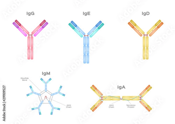 Fototapeta Types of Antibodies and immunoglobulin structure vector / infographic