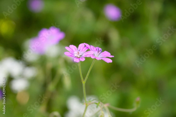 Obraz flower in garden