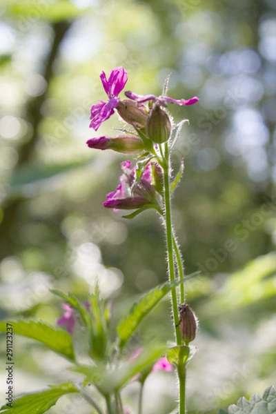 Obraz pink flower on green background