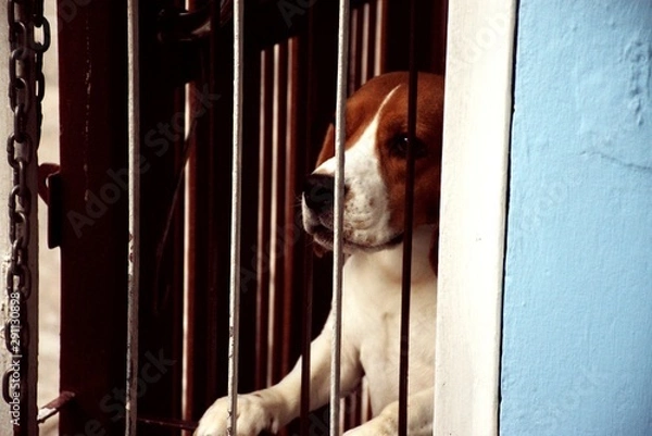Fototapeta Beagle dogs who want to leave the house to play but the owner is not there.