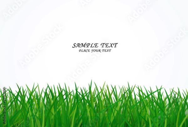 Fototapeta green grass