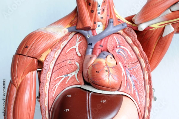 Obraz human muscle anatomy model