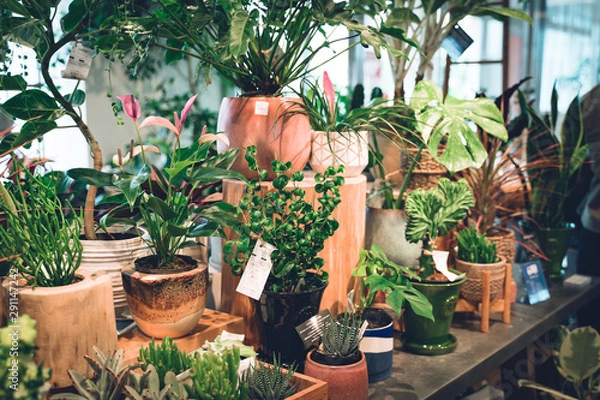 Obraz 緑豊かな観葉植物たち