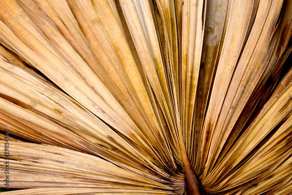 Fototapeta Close-up of leaf and abstract Palm Leaf 