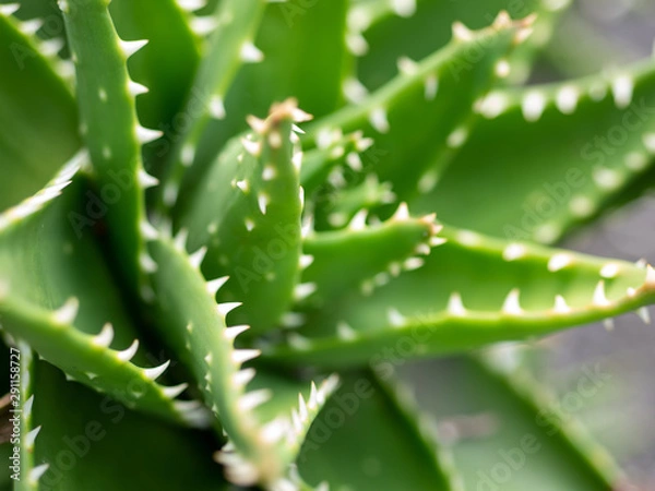 Fototapeta アロエベラのクローズアップ