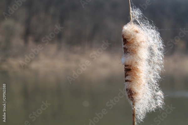 Obraz Fluffy reed closeup. Пушистый камыш крупным планом