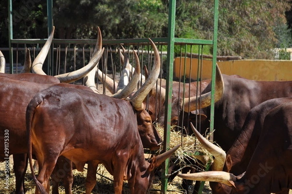 Fototapeta red deer in the forest