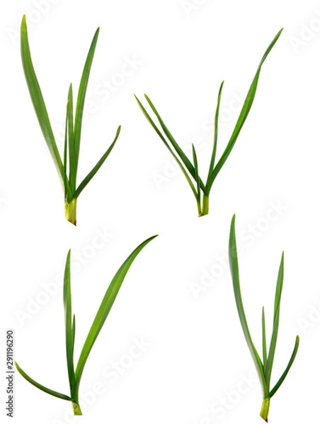 Fototapeta set green garlic leaves on an isolated white background. green grass isolate