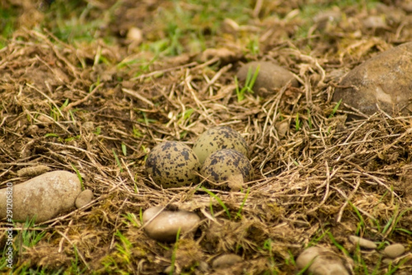 Obraz lapwing nest and eggs in wild