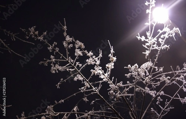 Obraz Winter landscape with snow covered tree branches