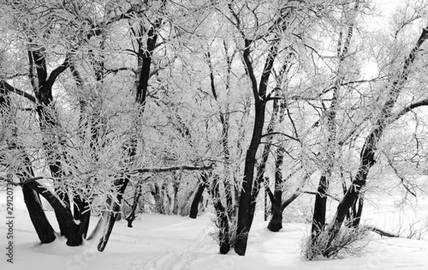 Obraz Winter landscape with snow covered tree branches